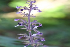 Plectranthus malabaricus